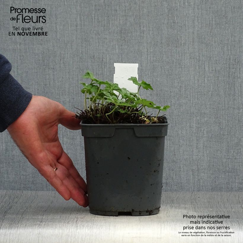 Spécimen de Géranium vivace Dreamland Pot de 2L/3L tel que livré en automne