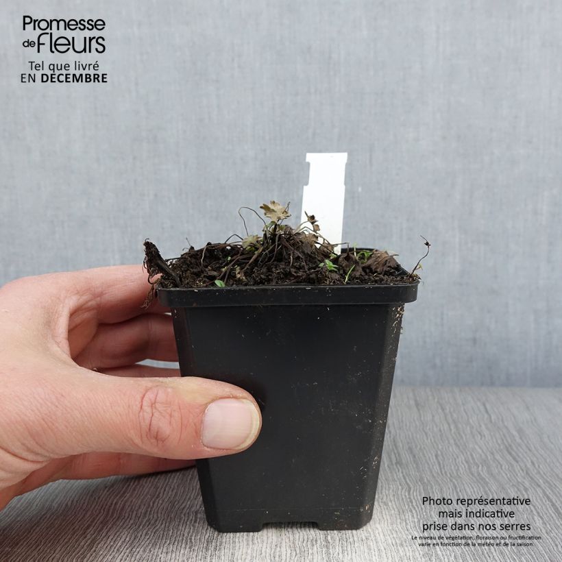 Spécimen de Geranium vivace Dusky Crug Godet de 8/9 cm tel que livré en automne
