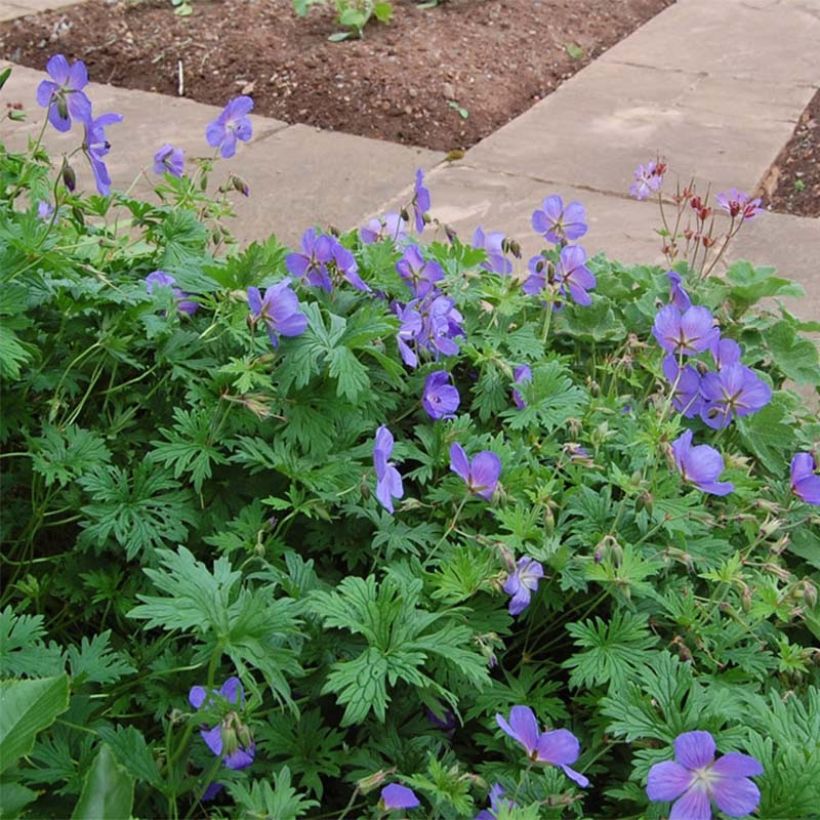 Geranium vivace himalayense Gravetye - Géranium de l'hymalaya (Floraison)