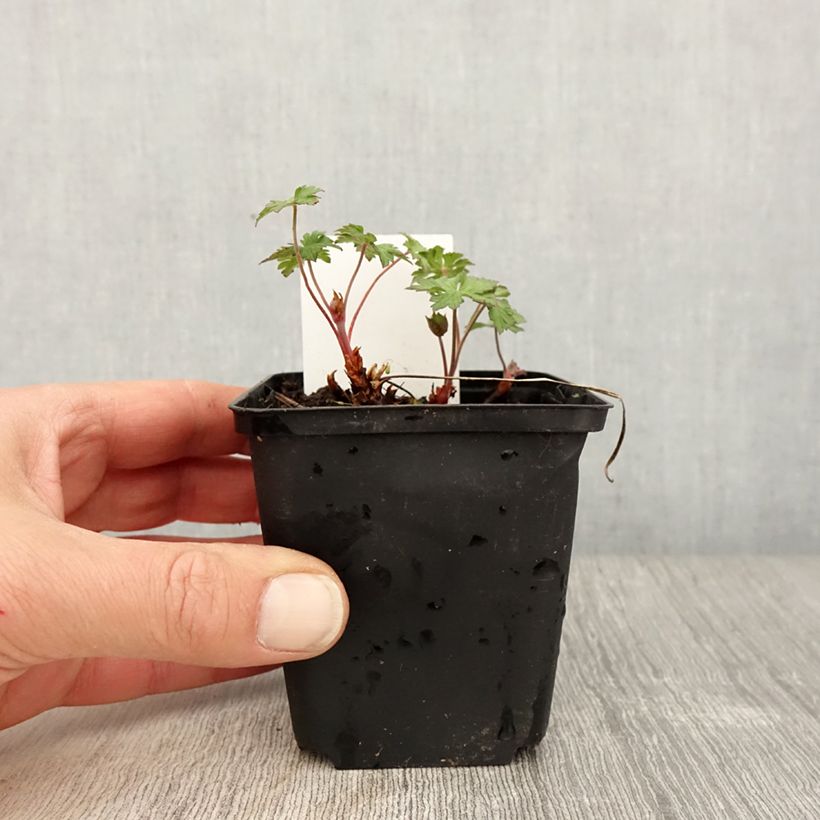 Spécimen de Geranium vivace himalayense Gravetye - Géranium de l'hymalaya Godet de 9cm tel que livré au printemps