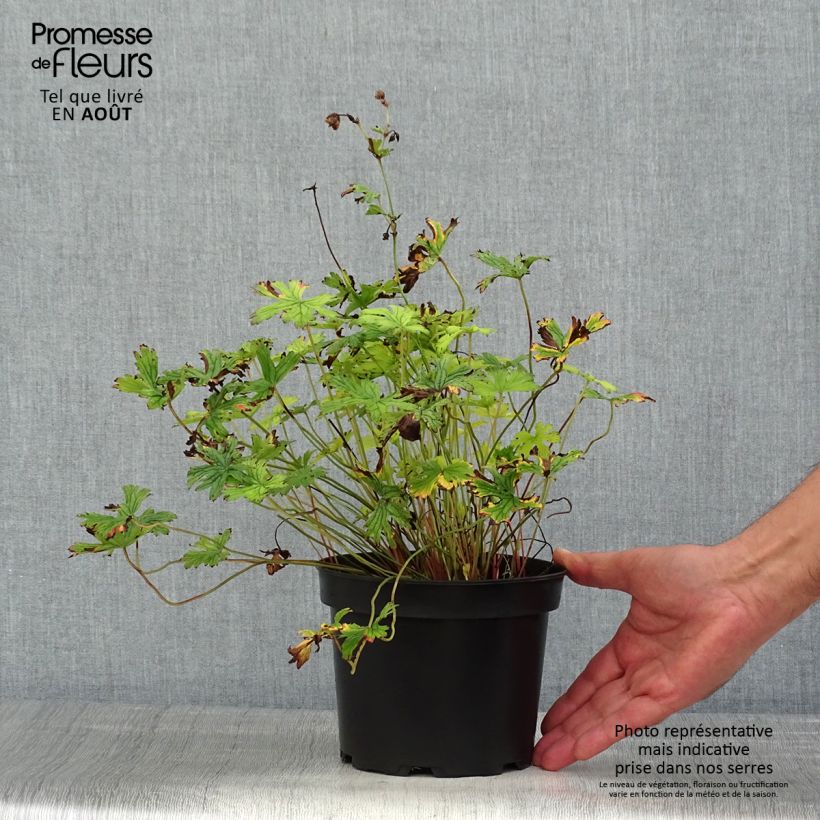 Spécimen de Géranium vivace himalayense Plenum (Birch Double) Pot de 2L/3L tel que livré en été