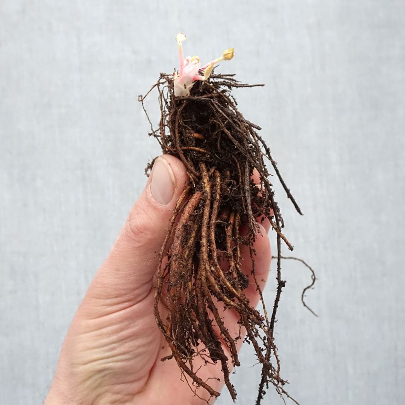Spécimen de Géranium vivace himalayense Plenum (Birch Double) - Racines nues tel que livré en hiver
