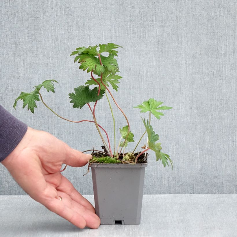 Spécimen de Geranium vivace Johnson's blue Godet de 8/9 cm tel que livré au printemps