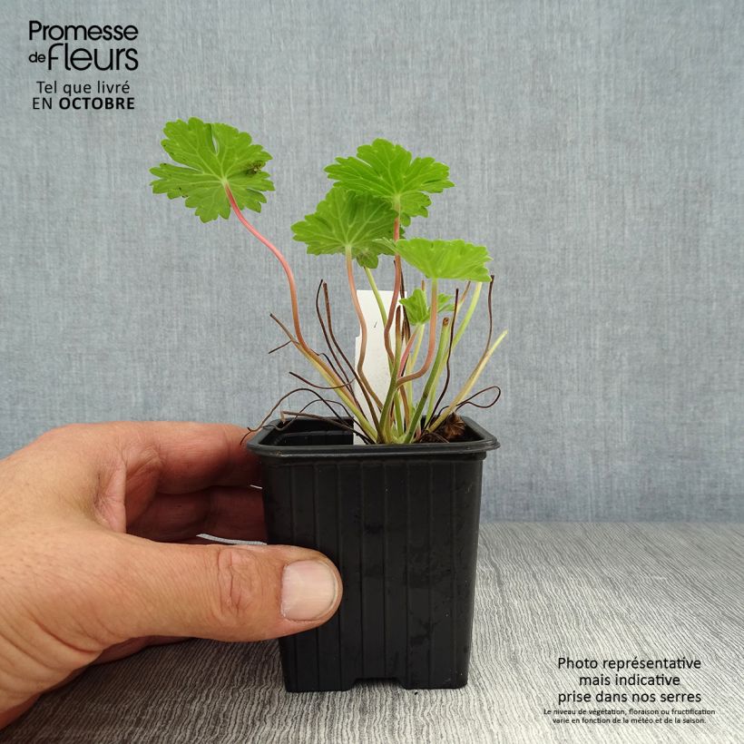 Spécimen de Géranium vivace Joy Godet de 8/9 cm tel que livré en automne