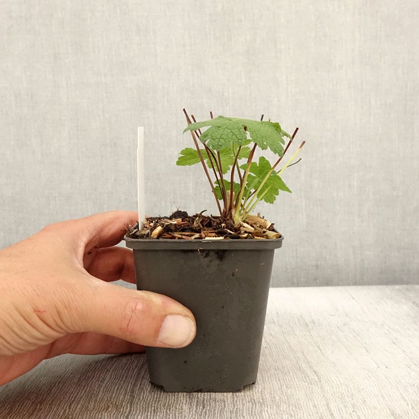 Spécimen de Géranium vivace Karen Wouters Godet de 8/9 cm tel que livré en automne