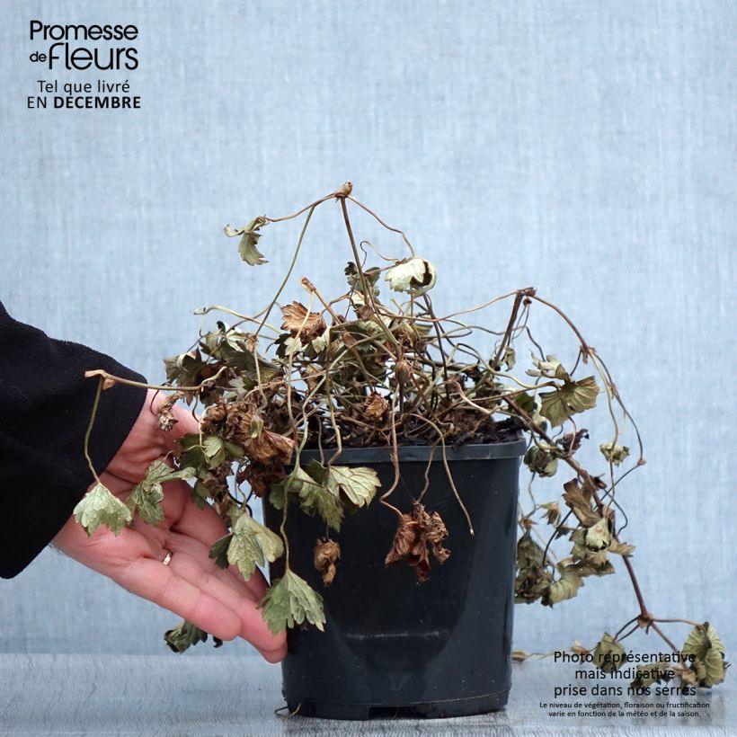 Spécimen de Géranium vivace Kelly-Anne Pot de 1L/1,5L tel que livré en automne