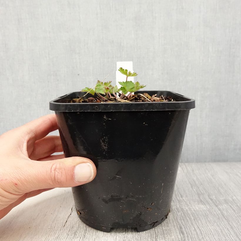 Spécimen de Géranium vivace Kelly-Anne en pot de 1.5L tel que livré au printemps