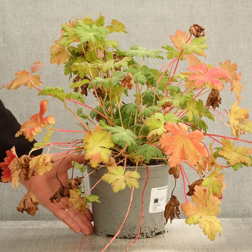 Spécimen de Géranium vivace macrorrhizum Czakor Pot de 3L/4L tel que livré en automne