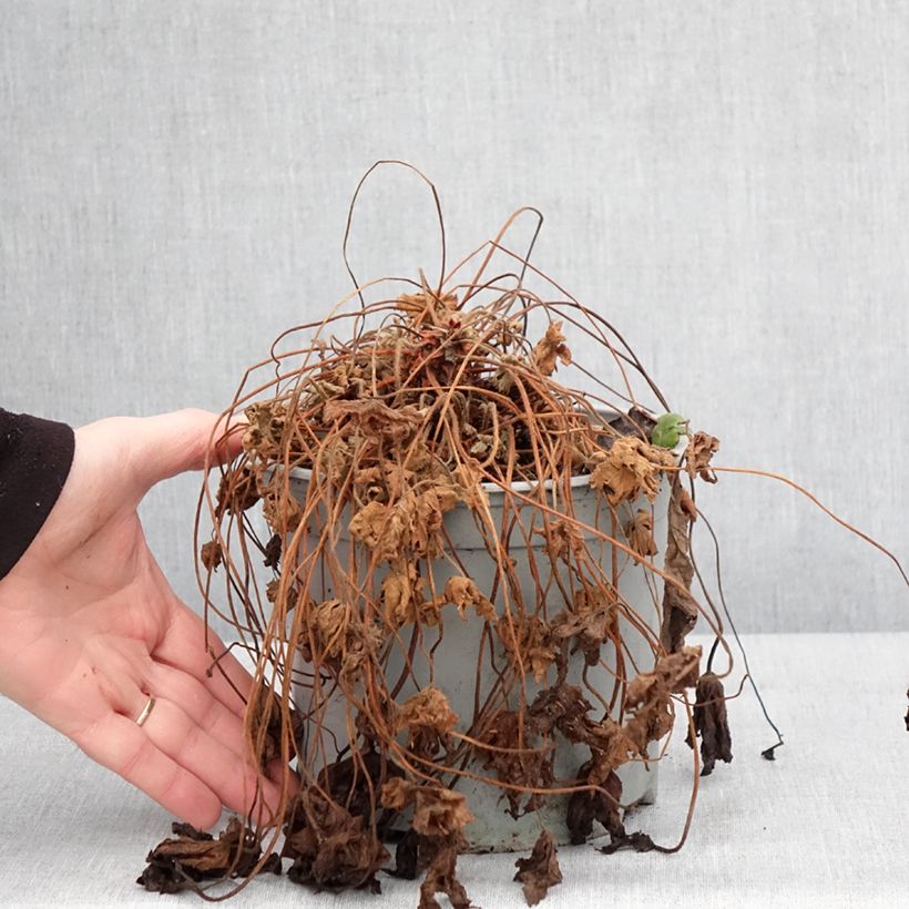 Spécimen de Géranium vivace macrorrhizum Czakor - Pot de 3L/4L tel que livré en hiver