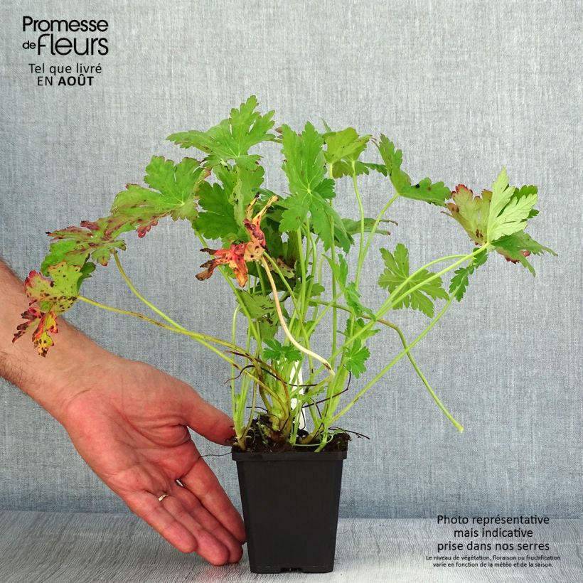 Spécimen de Géranium vivace macrorrhizum Ingwersen's Variety Godet de 8/9 cm tel que livré en été
