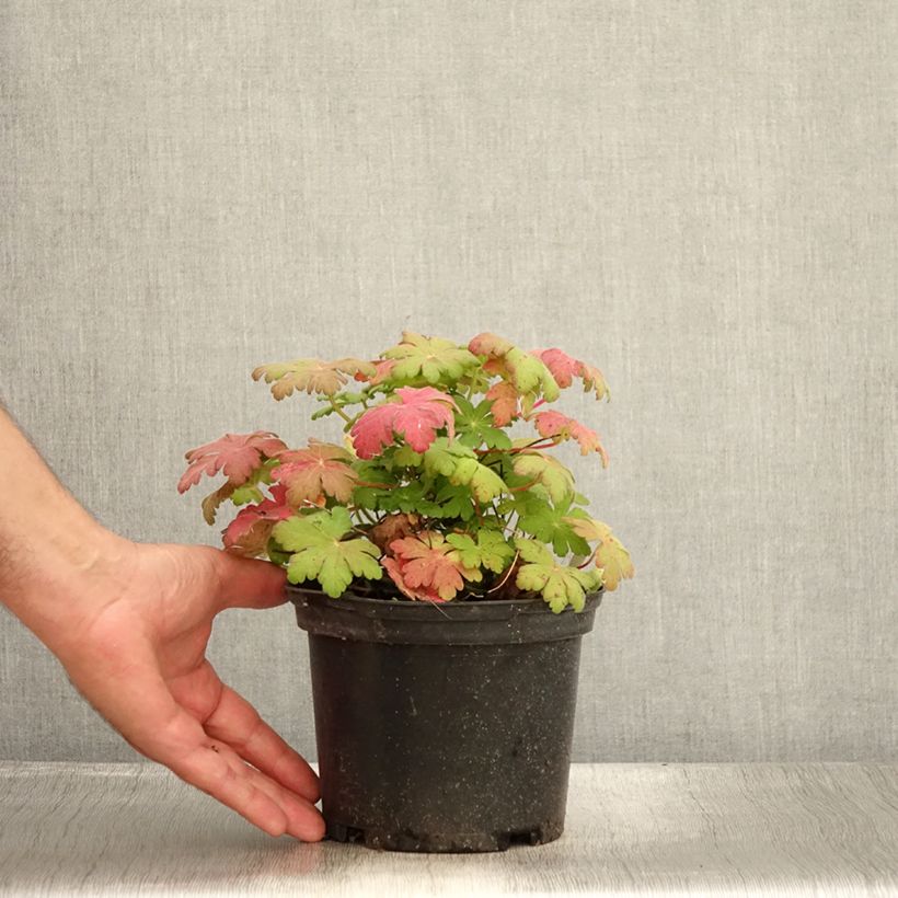 Spécimen de Géranium vivace macrorrhizum Spessart Pot de 2L/3L tel que livré en été