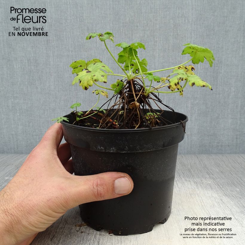 Spécimen de Geranium vivace macrorrhizum White Ness Pot de 2L/3L tel que livré en automne