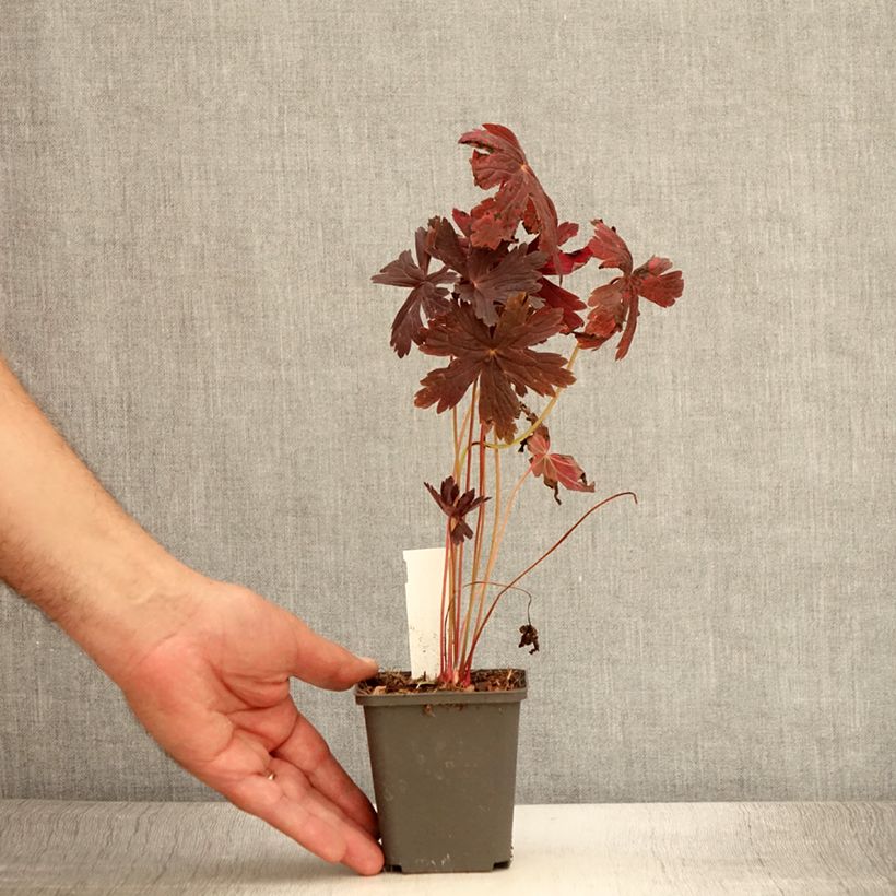 Spécimen de Geranium vivace maculatum Stormy Night Godet de 8/9 cm tel que livré en été