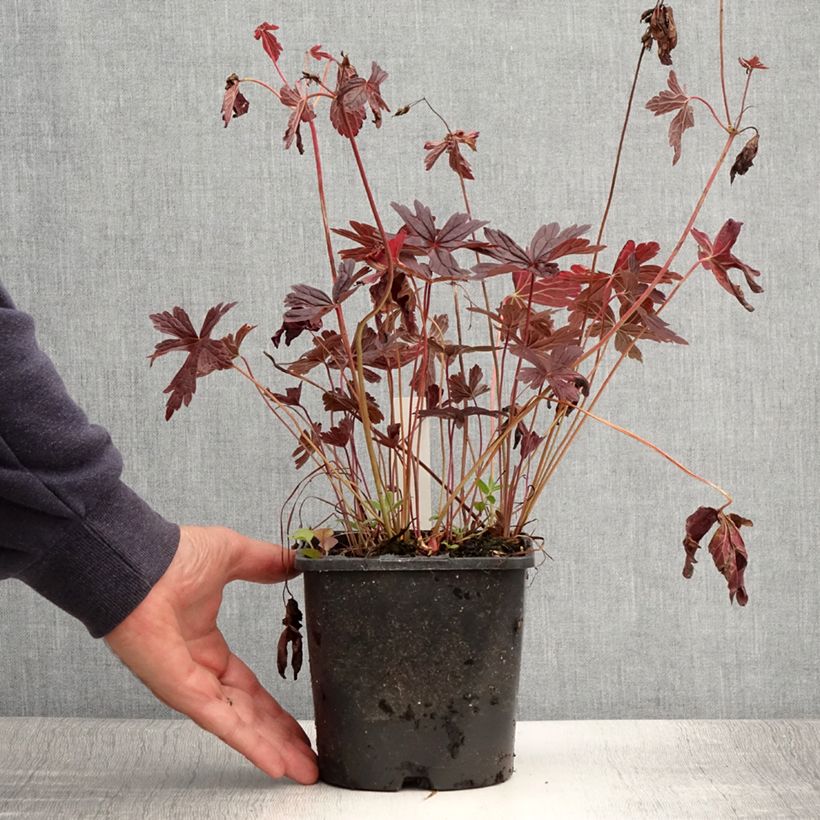 Spécimen de Geranium vivace maculatum Stormy Night Pot de 2L/3L tel que livré en été