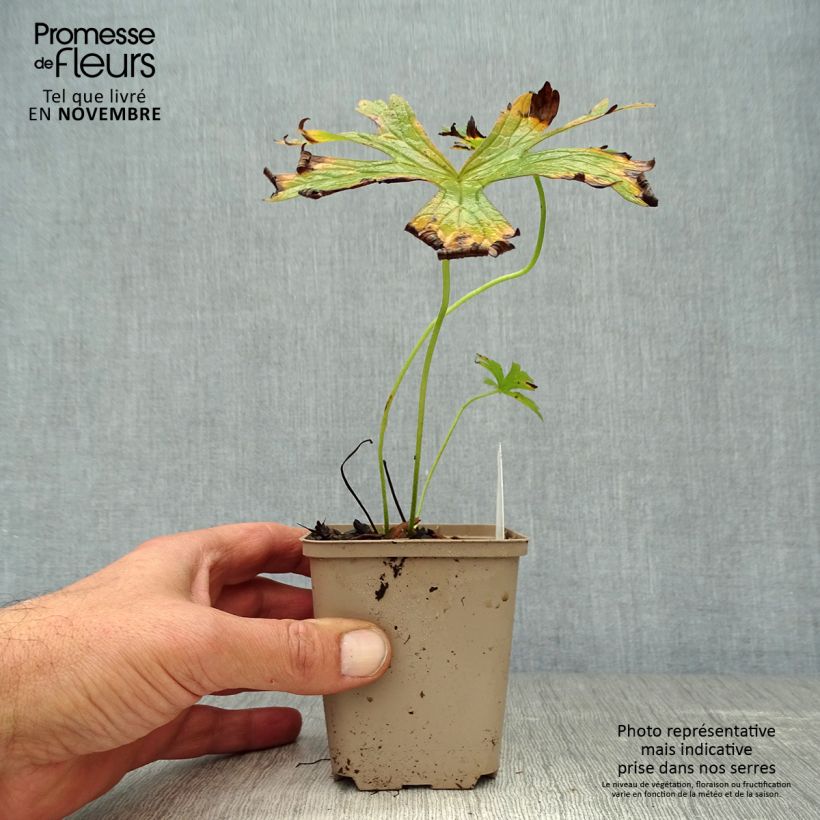 Spécimen de Géranium vivace maculatum var. album Godet de 8/9 cm tel que livré en automne