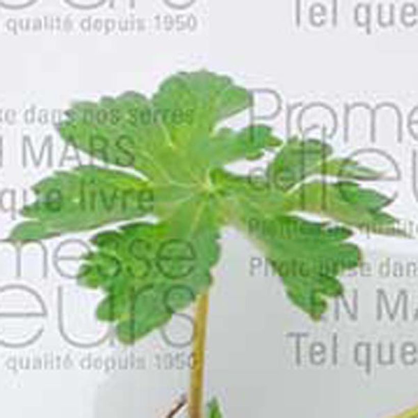 Géranium vivace magnificum (Feuillage)