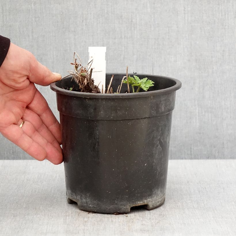 Spécimen de Géranium vivace magnificum Blue Blood - Pot de 2L/3L tel que livré au printemps