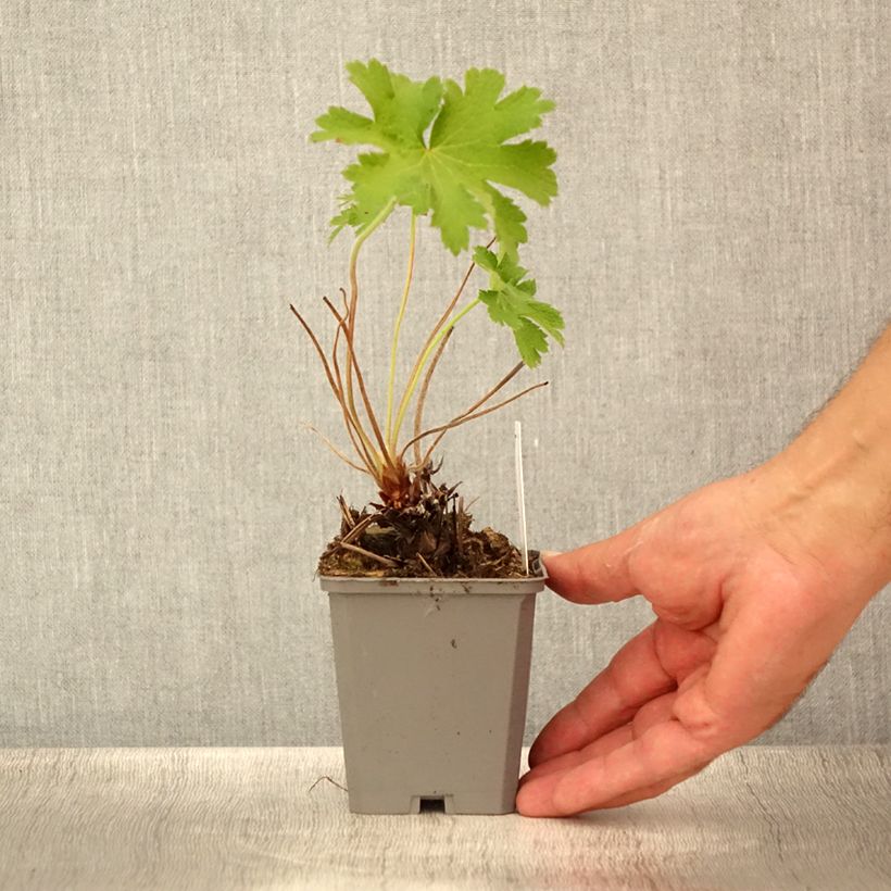 Spécimen de Géranium vivace magnificum Godet de 8/9 cm tel que livré en été