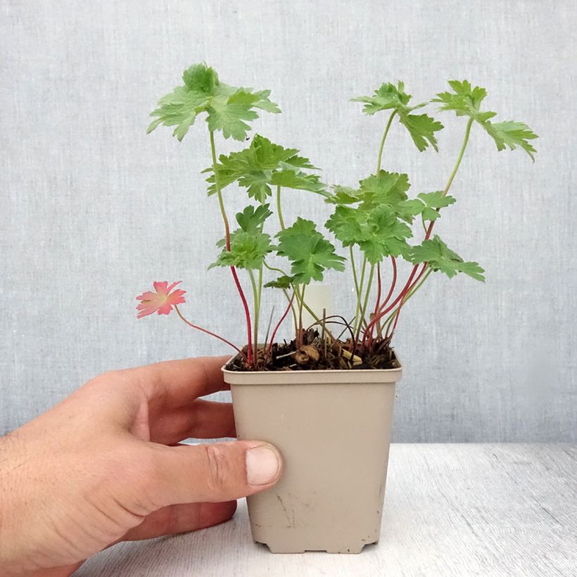 Spécimen de Géranium vivace magnificum Rosemoor Godet de 8/9 cm tel que livré en été