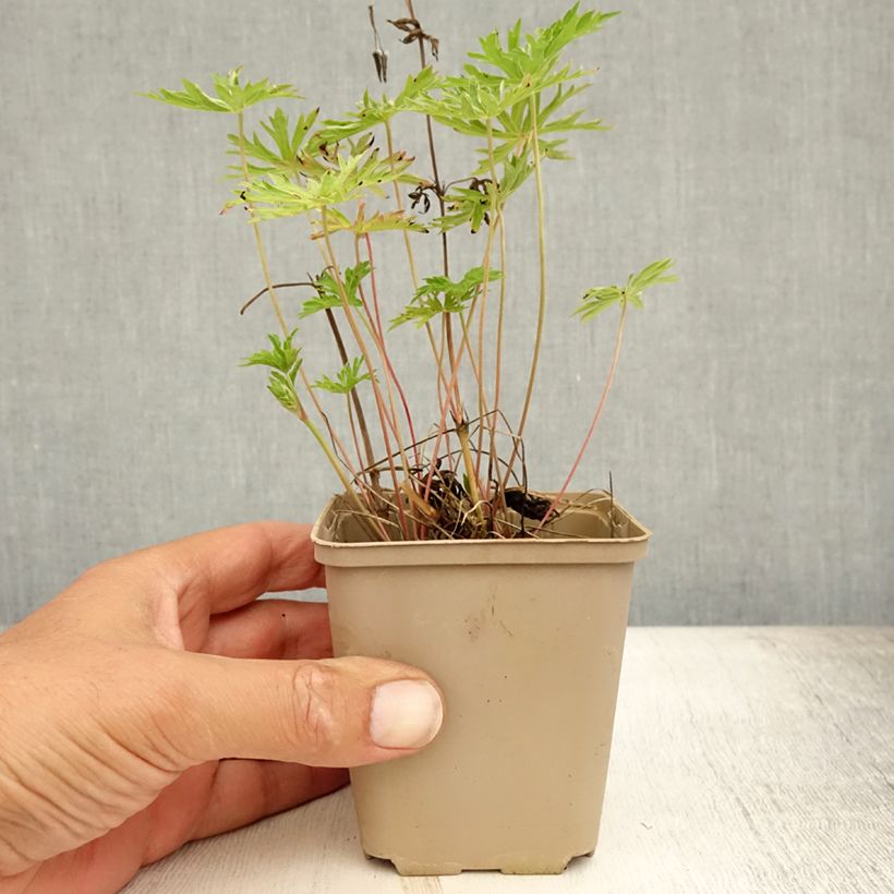Spécimen de Geranium vivace Nimbus Godet de 8/9 cm tel que livré en été
