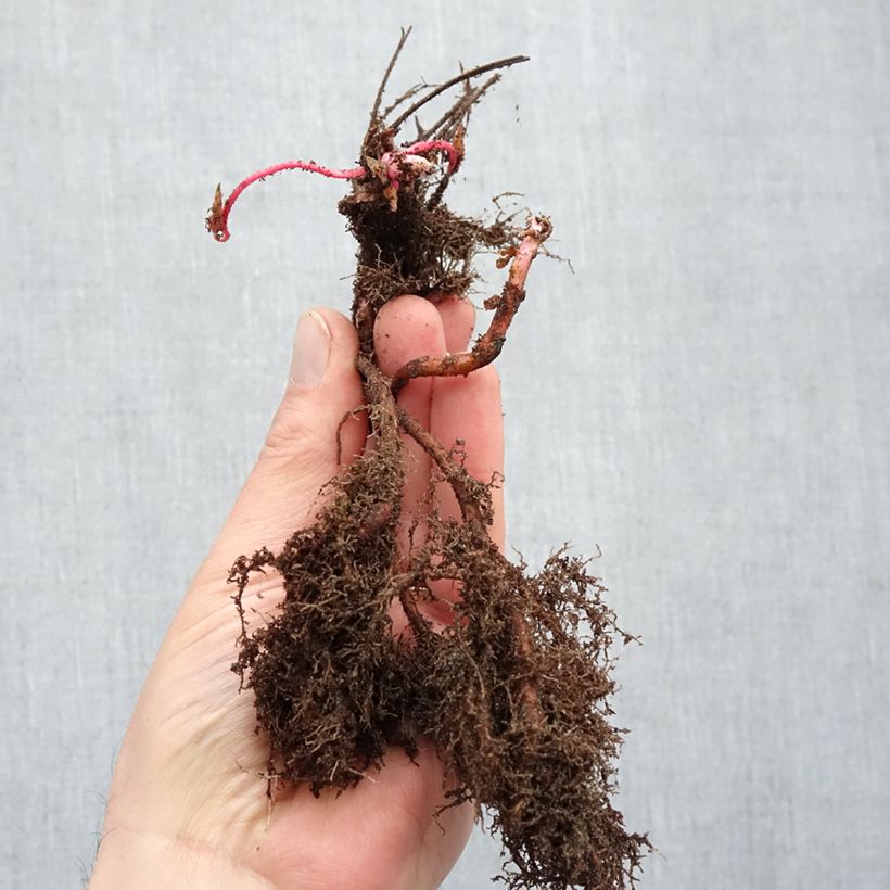 Spécimen de Géranium vivace nodosum  - Racines nues tel que livré en hiver