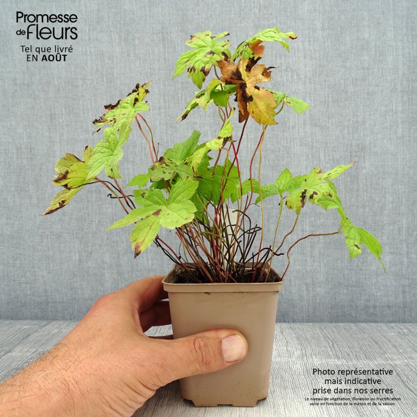Spécimen de Geranium vivace nodosum Simon - Géranium noueux Godet de 8/9 cm tel que livré en été