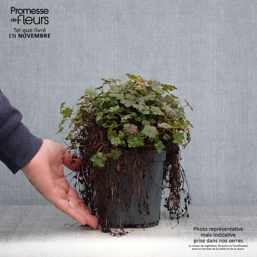 Spécimen de Géranium vivace Orkney Cherry® Pot de 1,5L/2L tel que livré en automne