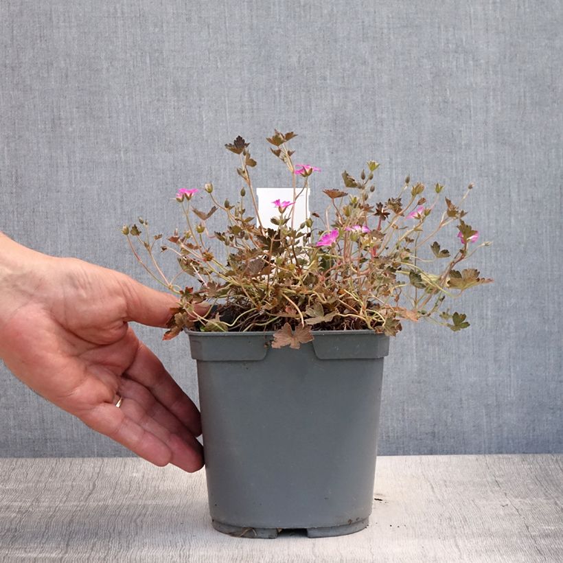 Spécimen de Géranium vivace Orkney Cherry® Pot de 1,5L/2L tel que livré en été