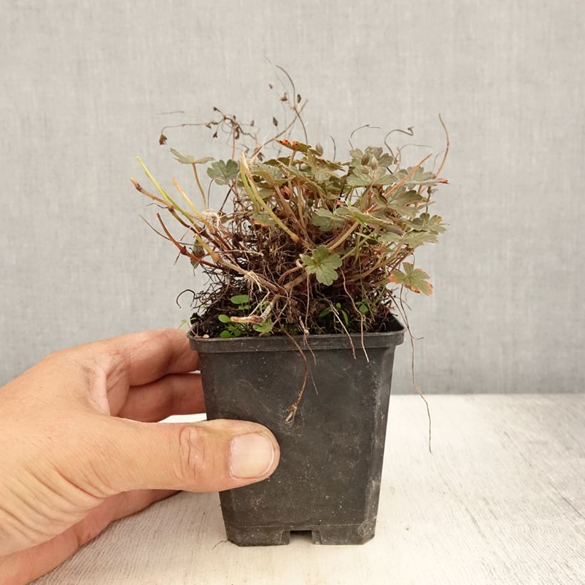 Spécimen de Géranium vivace Orkney Cherry® Godet de 8/9 cm tel que livré en été