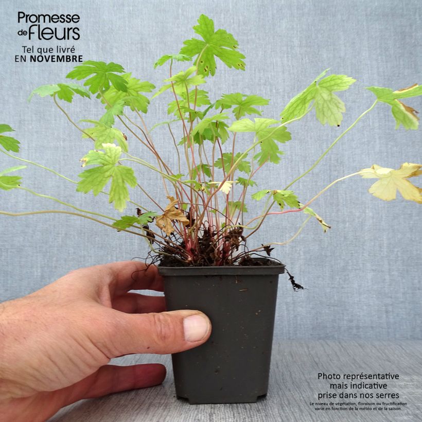 Spécimen de Géranium vivace oxonianum Ankum's White Godet de 8/9 cm tel que livré en automne