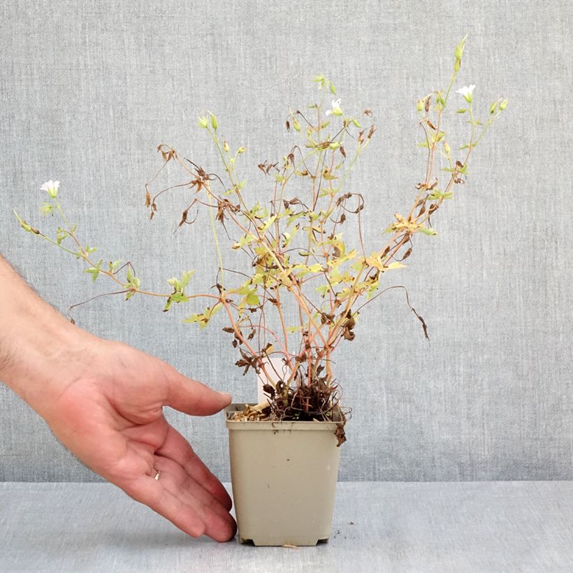 Spécimen de Géranium vivace oxonianum Ankum's White Godet de 8/9 cm tel que livré en été