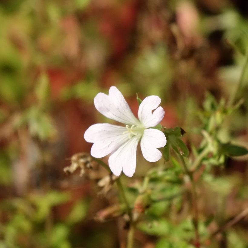 Géranium vivace oxonianum Ankum's White (Floraison)