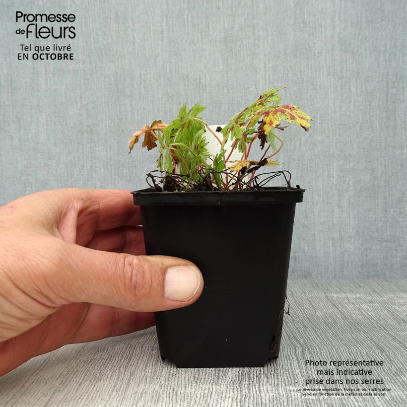 Spécimen de Géranium vivace oxonianum Katherine Adele Godet de 8/9 cm tel que livré en automne