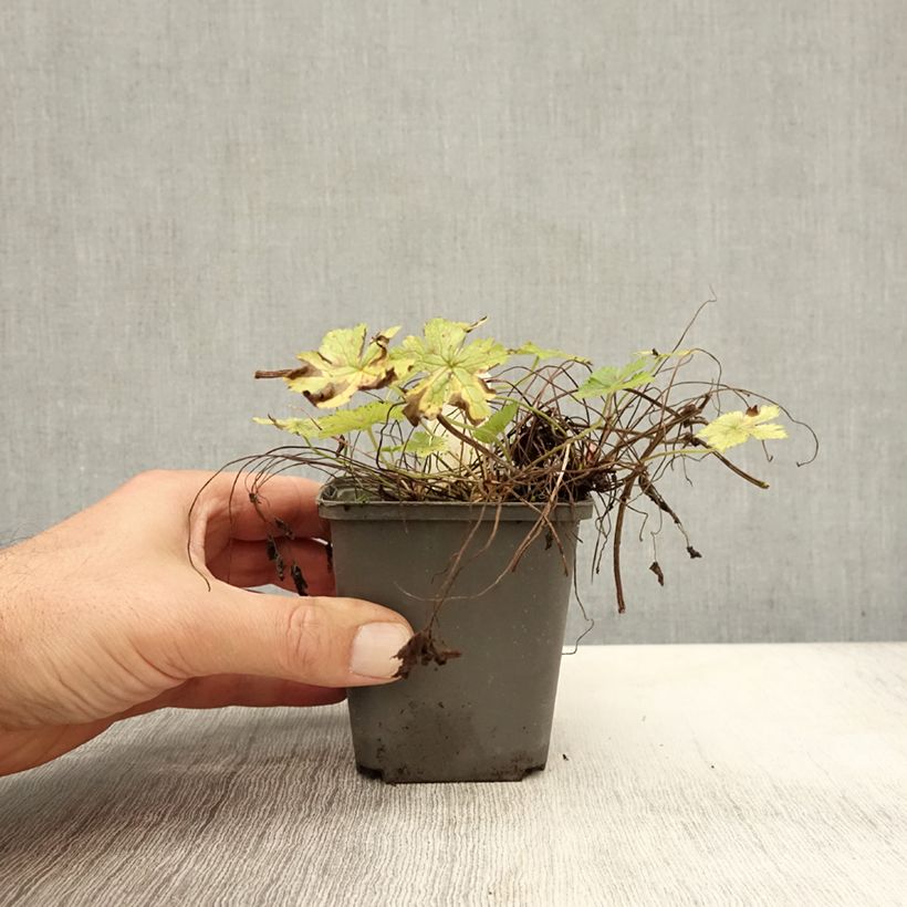 Spécimen de Géranium vivace oxonianum Walter s Gift Godet de 8/9 cm tel que livré en automne