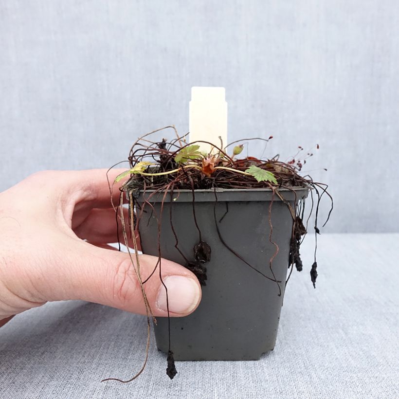 Spécimen de Géranium vivace oxonianum Walter s Gift Godet de 9cm tel que livré en hiver