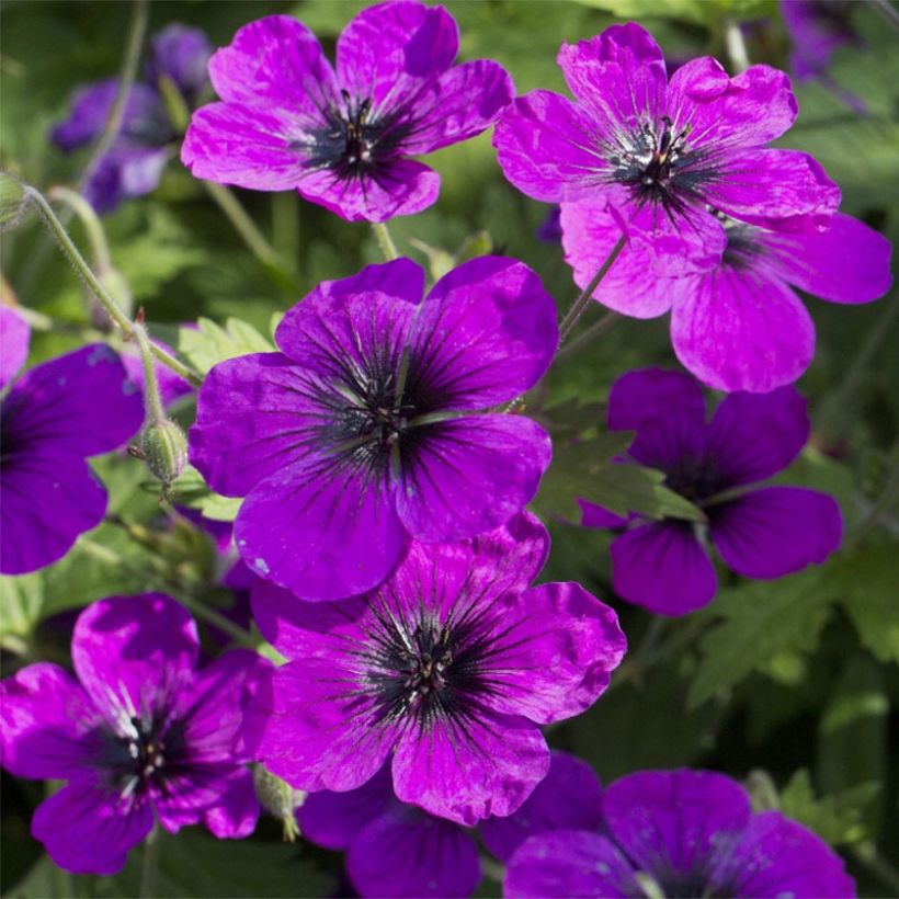 Géranium vivace Patricia (Floraison)