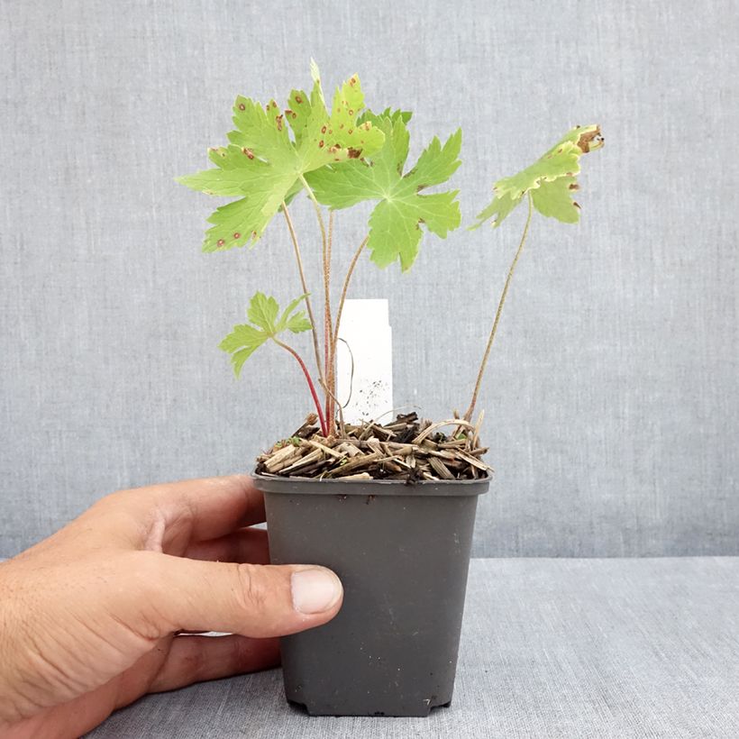 Spécimen de Géranium vivace phaeum Angelina Godet de 8/9 cm tel que livré en été