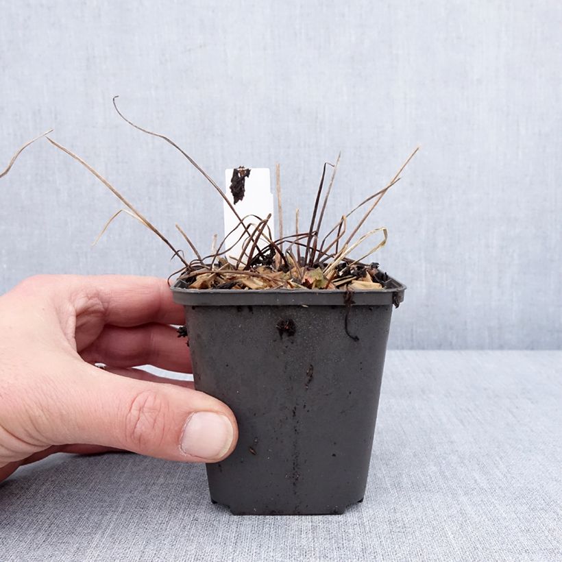 Spécimen de Géranium vivace phaeum Angelina Godet de 9cm tel que livré en hiver