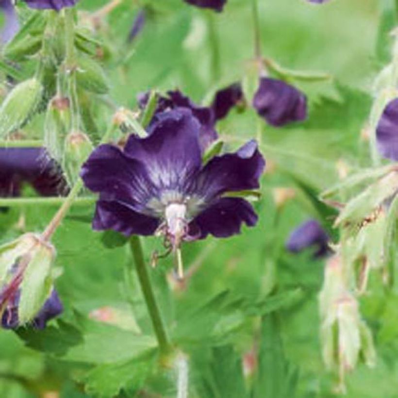 Géranium vivace phaeum Lily Lovell (Floraison)