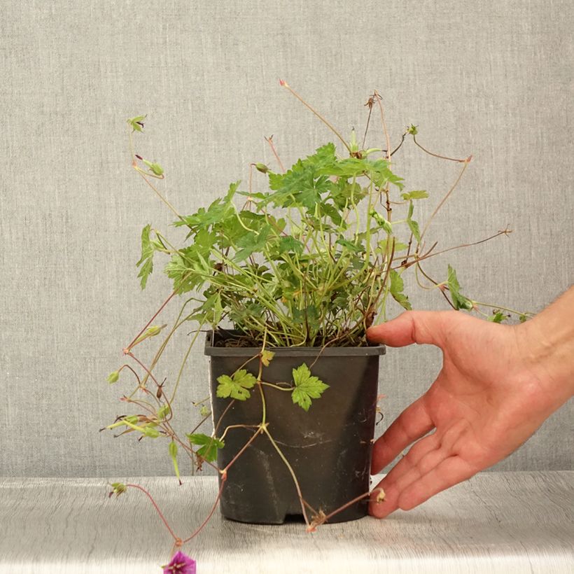 Spécimen de Géranium vivace Pink Penny Pot de 2L/3L tel que livré en été