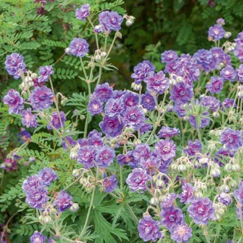 Géranium vivace pratense Plenum Violaceum - Géranium des prés (Port)