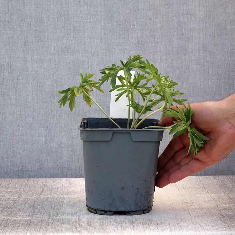 Spécimen de Géranium vivace pratense Algera Double - Géranium des prés Pot de 2L/3L tel que livré en été