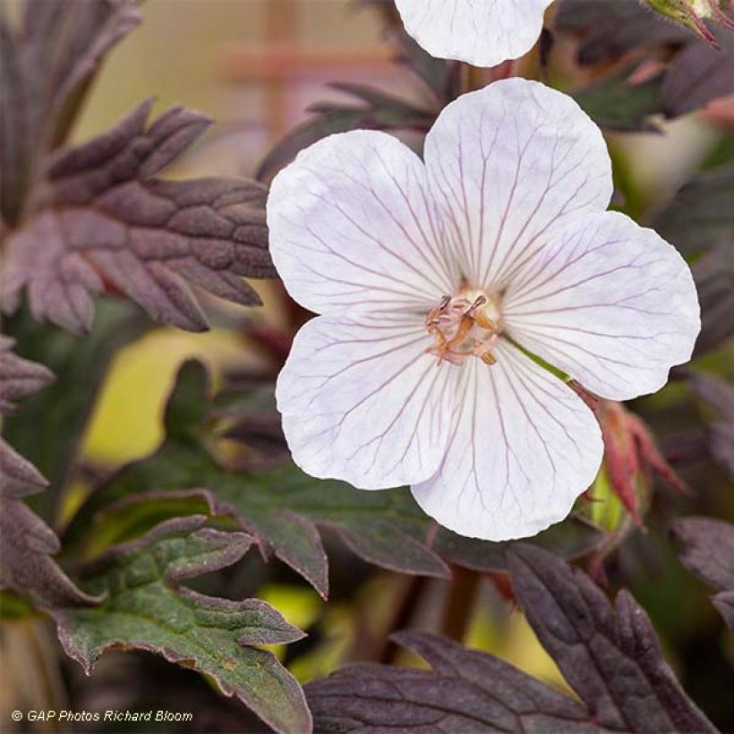 Geranium vivace pratense Black'n White Army (Floraison)