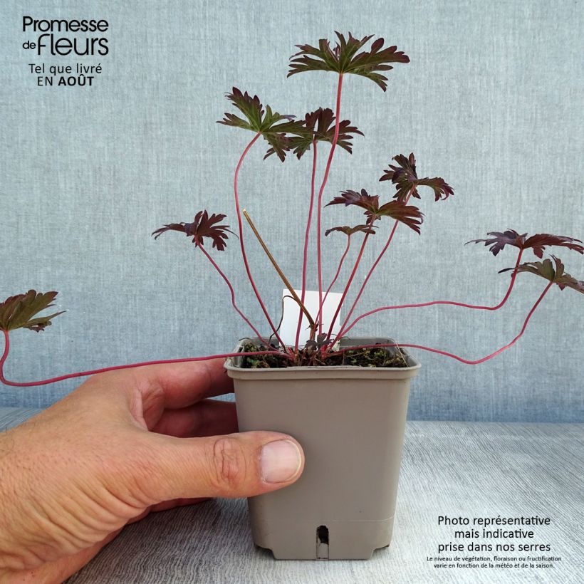 Spécimen de Géranium vivace pratense Dark Reiter Godet de 8/9 cm tel que livré en été
