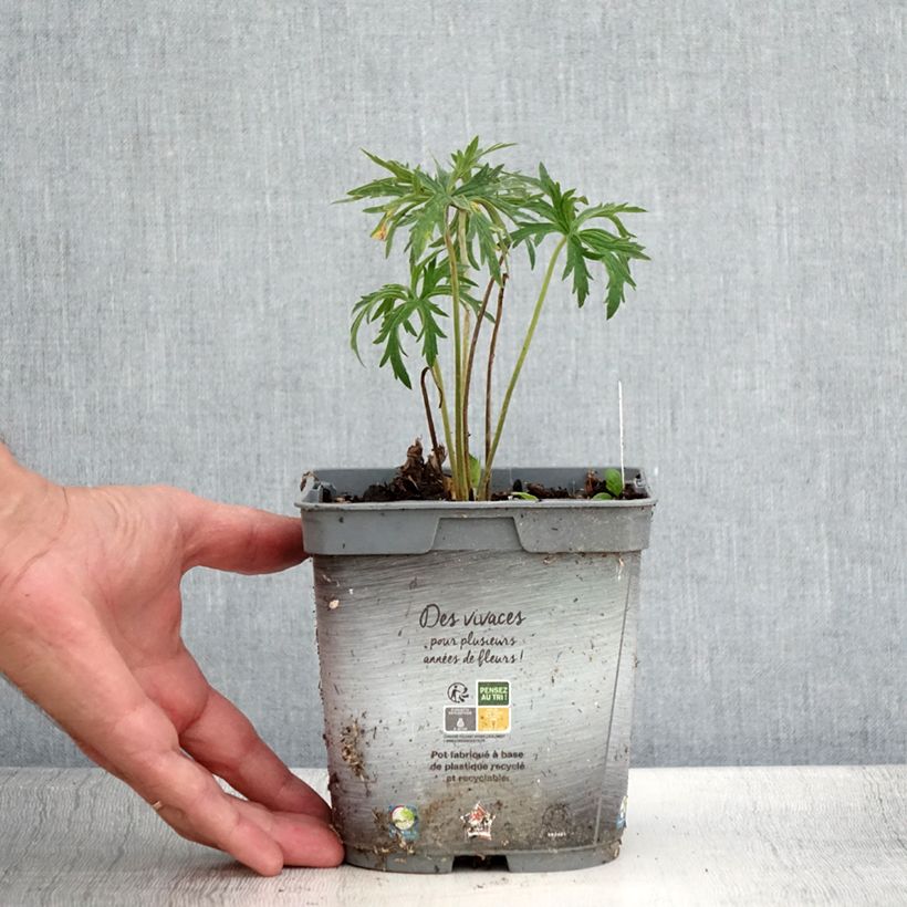 Spécimen de Géranium vivace pratense Double Jewel - Géranium des prés - Pot de 2L/3L tel que livré en été