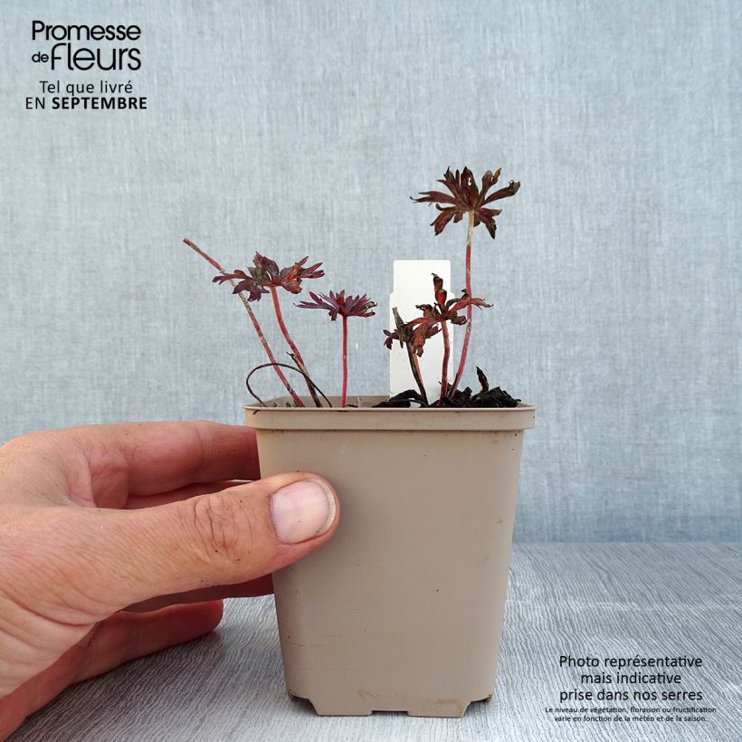 Spécimen de Géranium vivace pratense Hocus Pocus Godet de 8/9 cm tel que livré en été