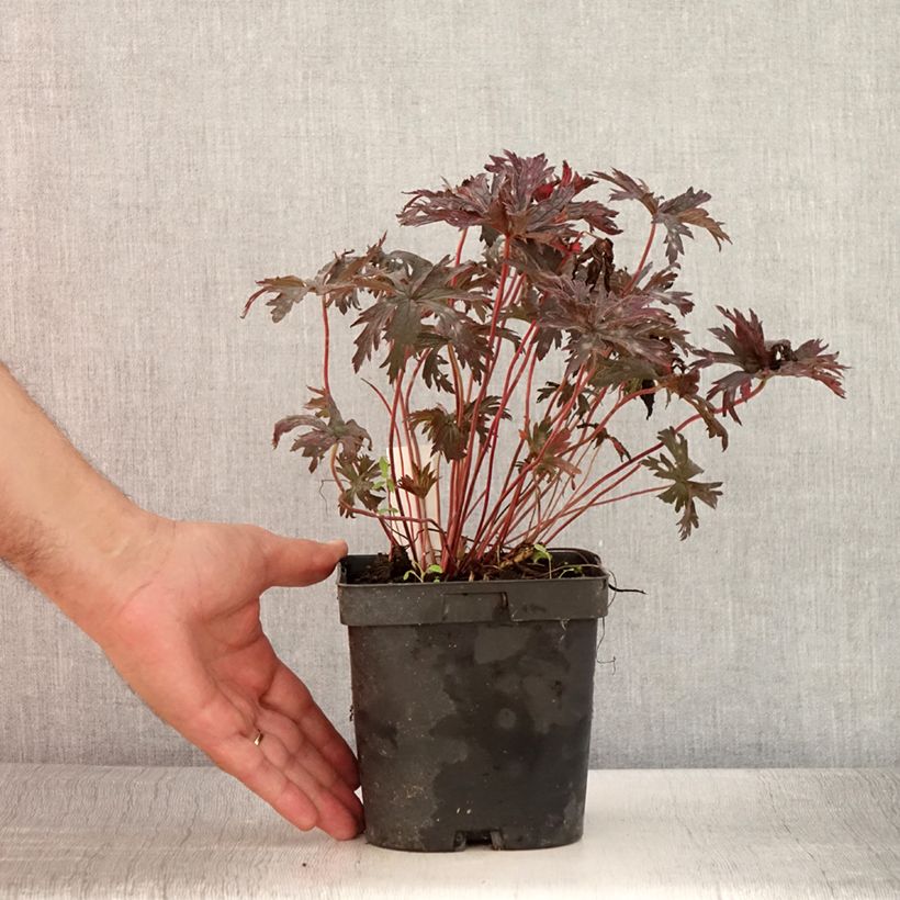 Spécimen de Géranium vivace pratense Hocus Pocus Pot de 2L/3L tel que livré en été