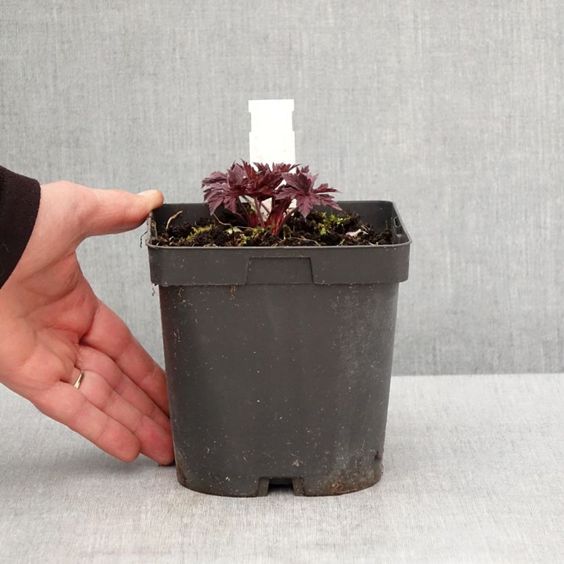 Spécimen de Géranium vivace pratense Hocus Pocus - Pot de 2L/3L tel que livré au printemps