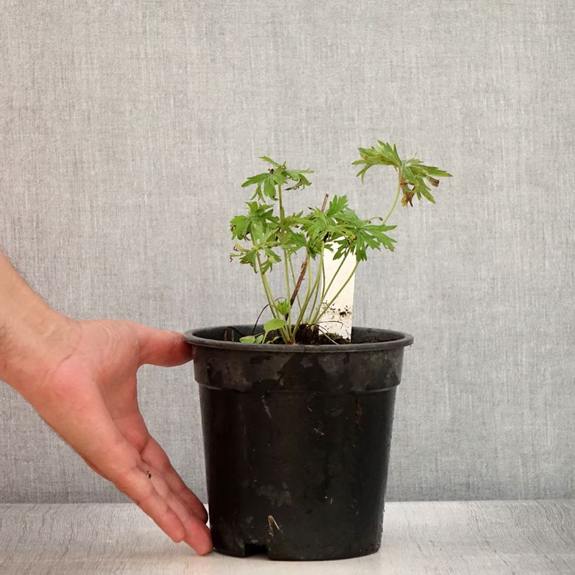 Spécimen de Geranium vivace pratense Laura - Géranium des près  - Pot de 2L/3L tel que livré en été