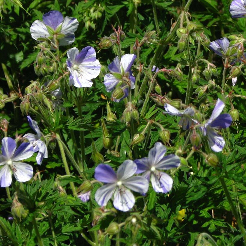 Géranium vivace pratense Splish Splash - Géranium des prés (Floraison)